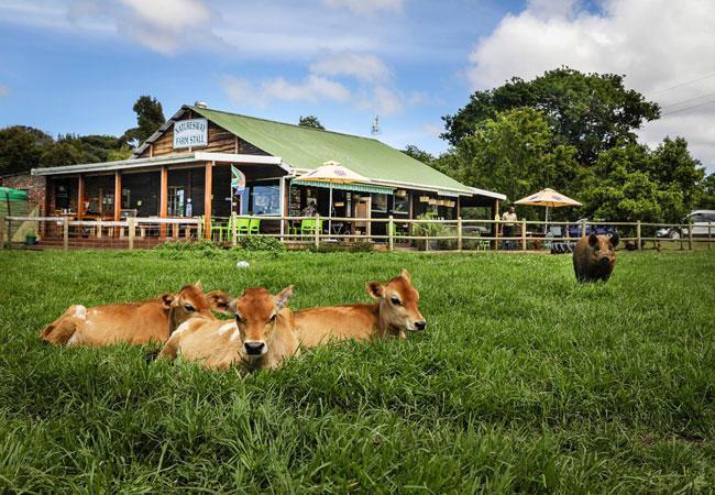 Nature'S Valley Health Retreat A Hide Away In The Forest Ngoại thất bức ảnh